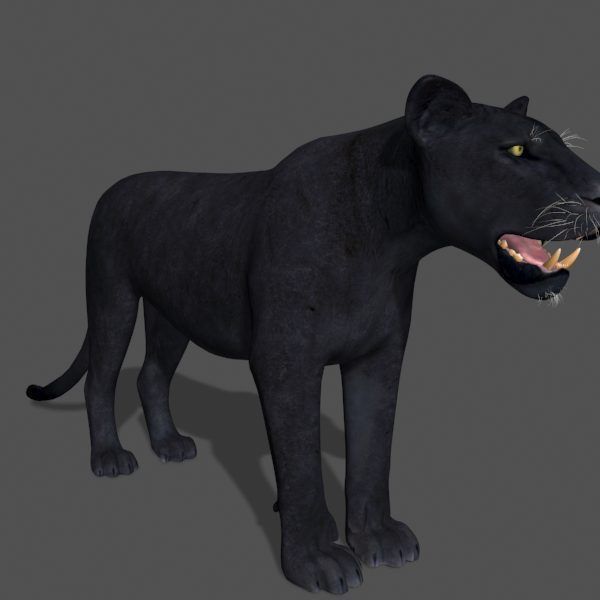 Panther no Fur - 3d model 3D model_11