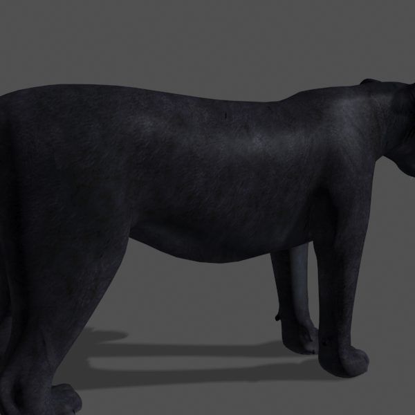 Panther no Fur - 3d model 3D model_9