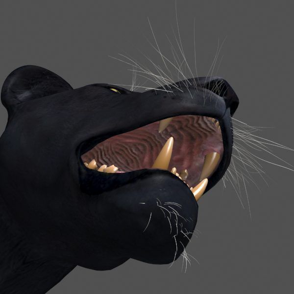 Panther no Fur - 3d model 3D model_4