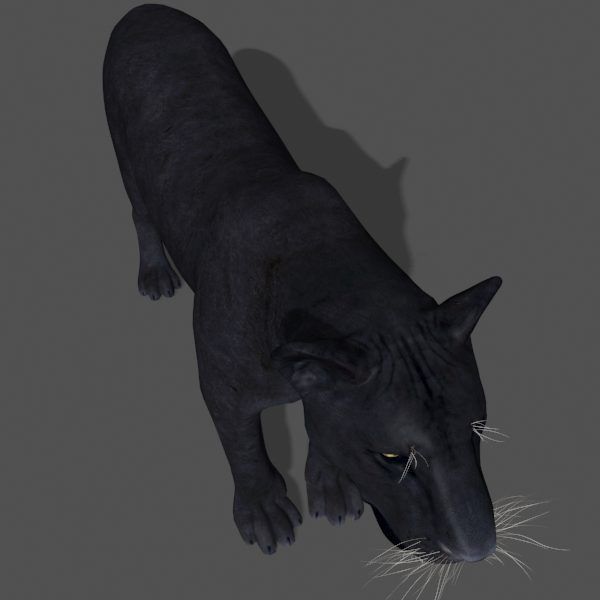 Panther no Fur - 3d model 3D model_8