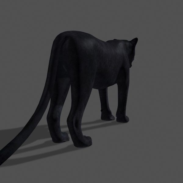 Panther no Fur - 3d model 3D model_12