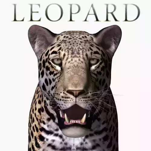 Realistic Leopard no fur - 3d model 3D model