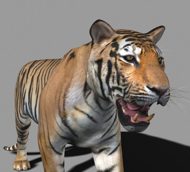 The Ultimate CGI Tiger - 3d model 3D model_23