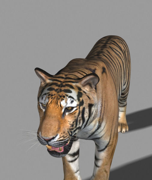 The Ultimate CGI Tiger - 3d model 3D model_22