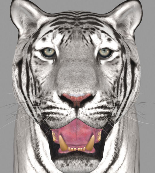 The Ultimate CGI Tiger - 3d model 3D model_40