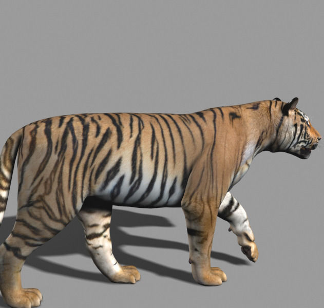 The Ultimate CGI Tiger - 3d model 3D model_21