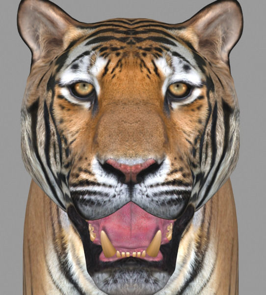 The Ultimate CGI Tiger - 3d model 3D model_11