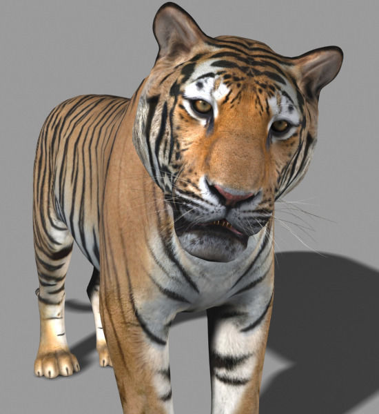 The Ultimate CGI Tiger - 3d model 3D model_15