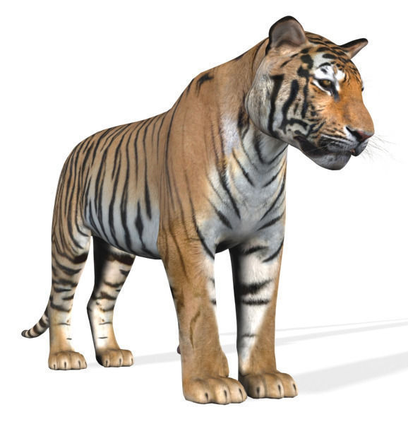 The Ultimate CGI Tiger - 3d model 3D model_45