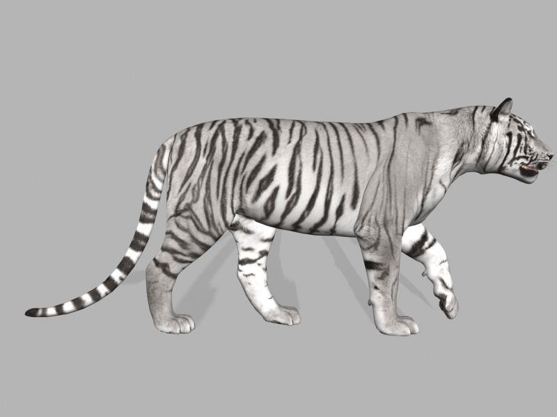 The Ultimate CGI Tiger - 3d model 3D model_29