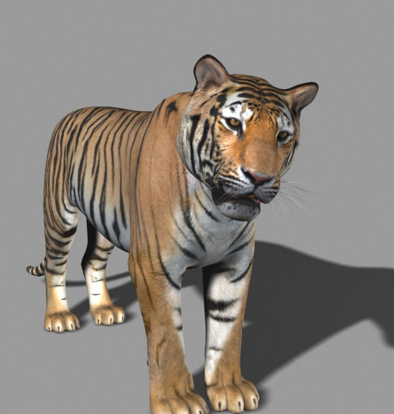 The Ultimate CGI Tiger - 3d model 3D model_28