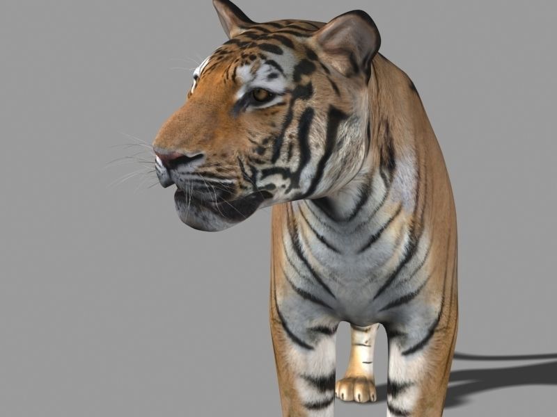 The Ultimate CGI Tiger - 3d model 3D model_38