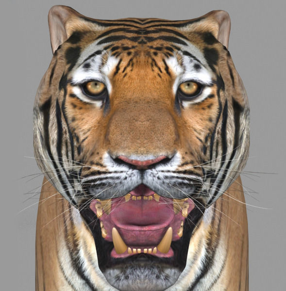 The Ultimate CGI Tiger - 3d model 3D model_13
