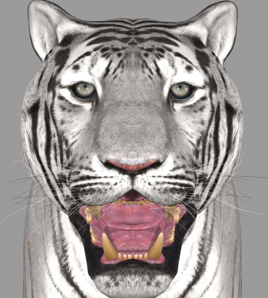 The Ultimate CGI Tiger - 3d model 3D model_42