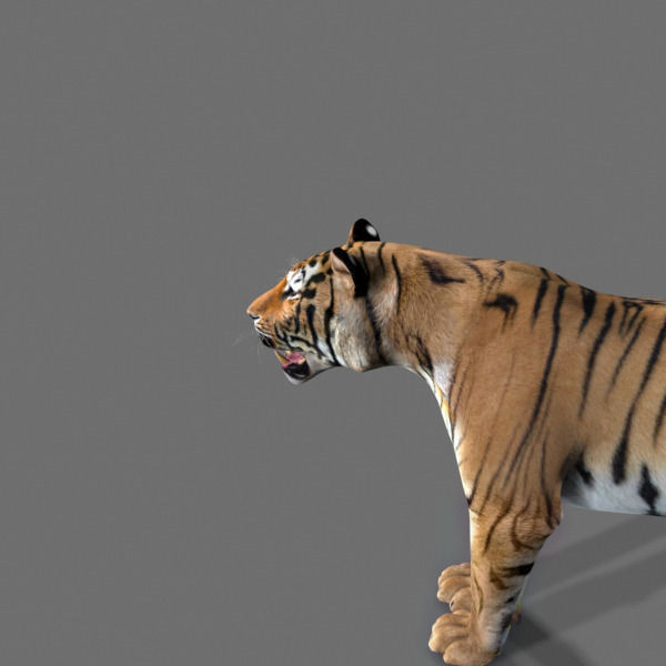 The Ultimate CGI Tiger - 3d model 3D model_44