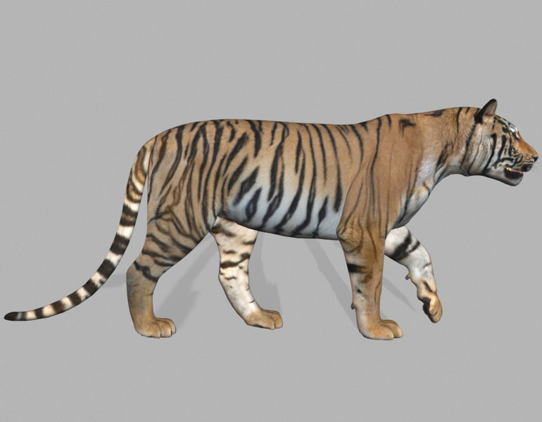The Ultimate CGI Tiger - 3d model 3D model_27