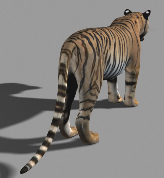 The Ultimate CGI Tiger - 3d model 3D model_20