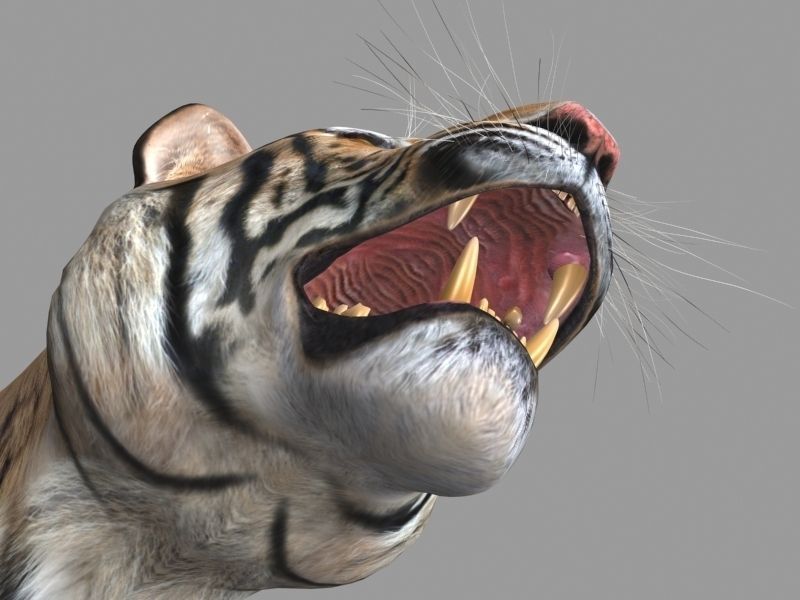The Ultimate CGI Tiger - 3d model 3D model_18