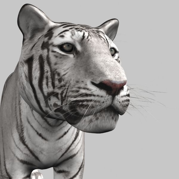 The Ultimate CGI Tiger - 3d model 3D model_39