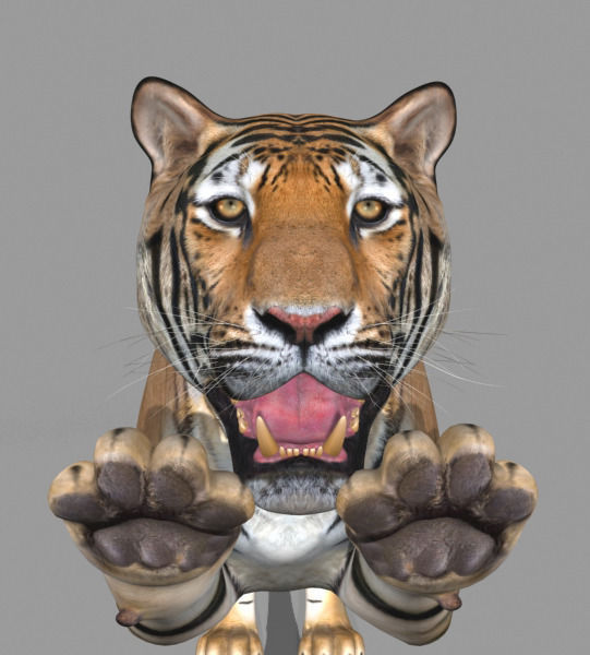 The Ultimate CGI Tiger - 3d model 3D model_25