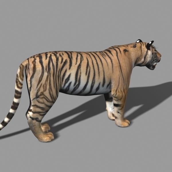 The Ultimate CGI Tiger - 3d model 3D model_43