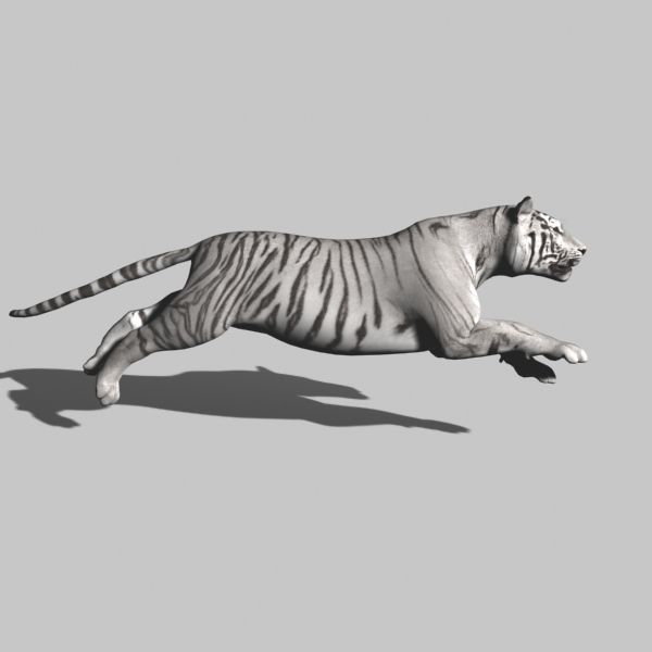 The Ultimate CGI Tiger - 3d model 3D model_19