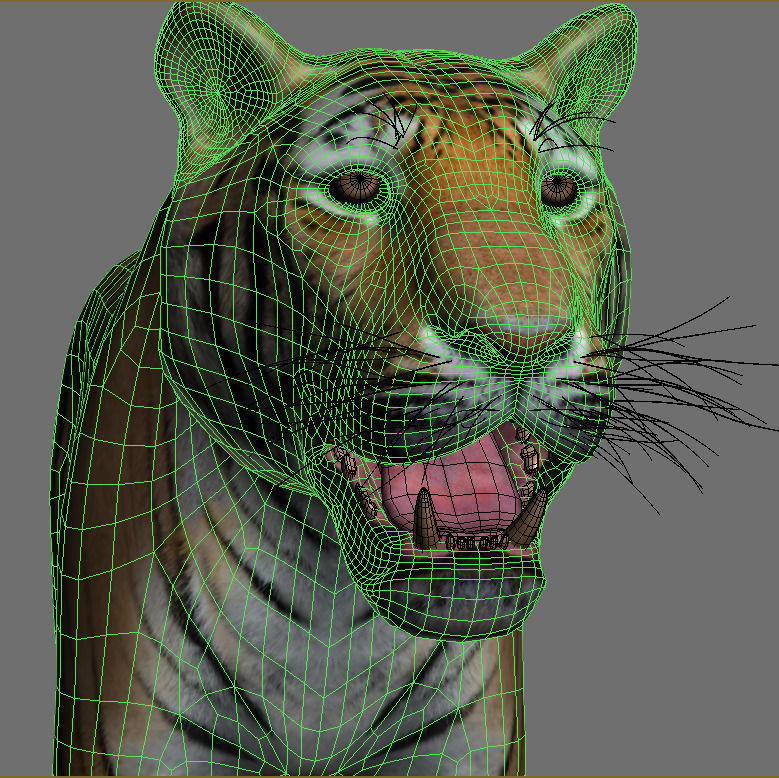 The Ultimate CGI Tiger - 3d model 3D model_37