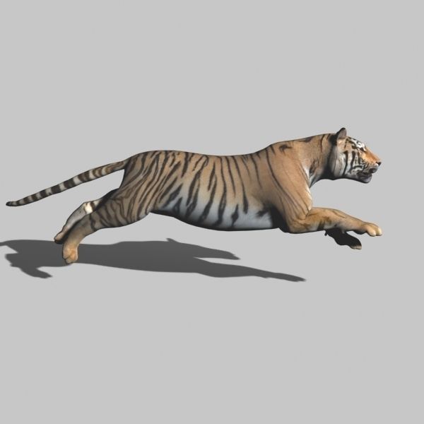 The Ultimate CGI Tiger - 3d model 3D model_26