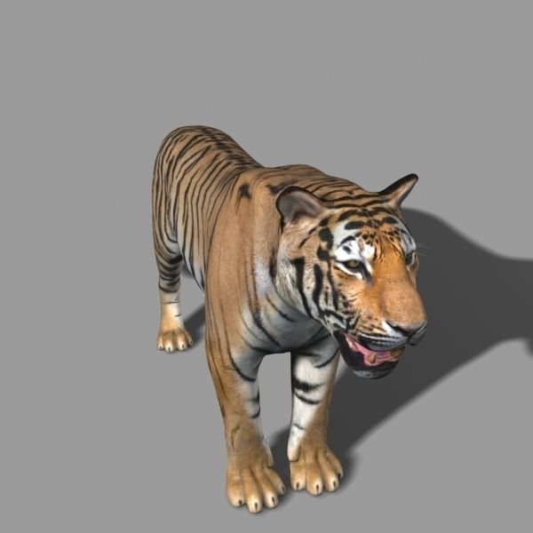 The Ultimate CGI Tiger - no fur 3d model 3D model_50