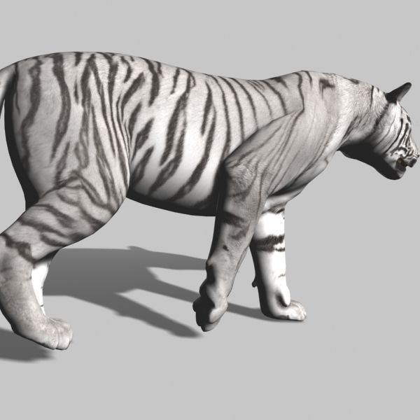 The Ultimate CGI Tiger - no fur 3d model 3D model_44