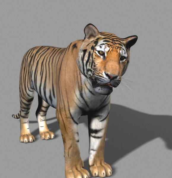 The Ultimate CGI Tiger - no fur 3d model 3D model_12
