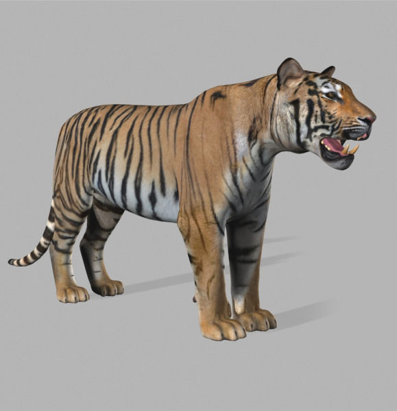 The Ultimate CGI Tiger - no fur 3d model 3D model_48
