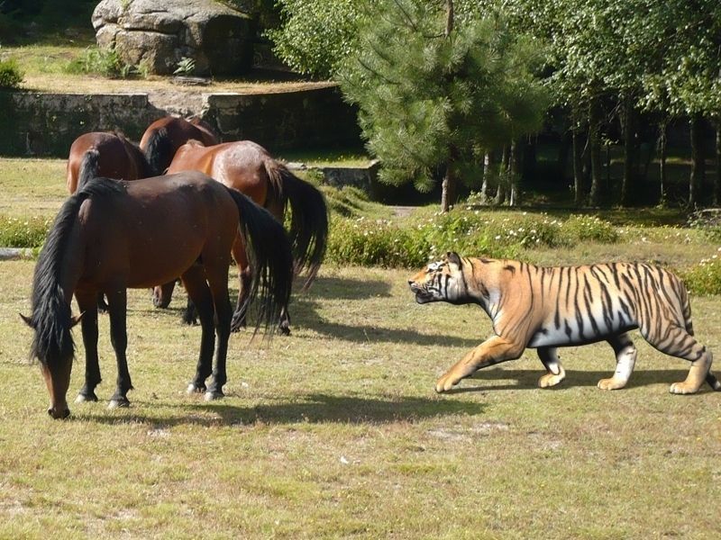 The Ultimate CGI Tiger - no fur 3d model 3D model_43