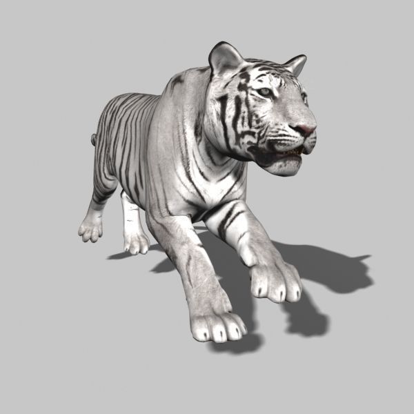 The Ultimate CGI Tiger - no fur 3d model 3D model_14