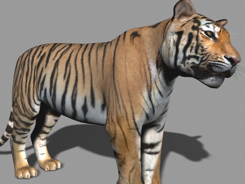 The Ultimate CGI Tiger - no fur 3d model 3D model_52