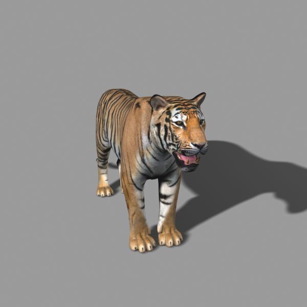 The Ultimate CGI Tiger - no fur 3d model 3D model_47