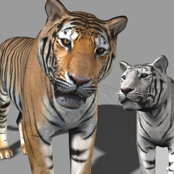 The Ultimate CGI Tiger - no fur 3d model 3D model_7