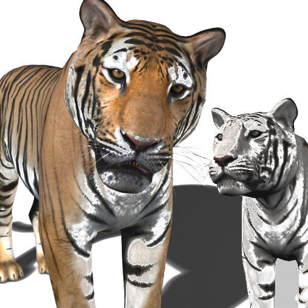 The Ultimate CGI Tiger - no fur 3d model 3D model_6