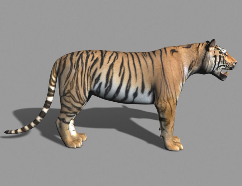 The Ultimate CGI Tiger - no fur 3d model 3D model_17