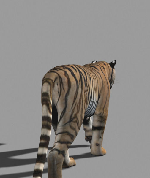 The Ultimate CGI Tiger - no fur 3d model 3D model_26