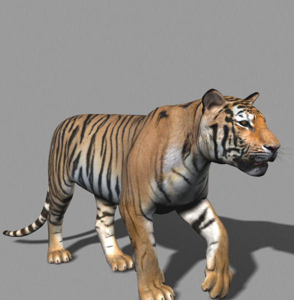 The Ultimate CGI Tiger - no fur 3d model 3D model_31