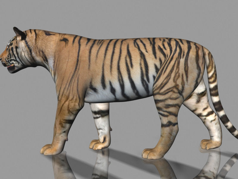 The Ultimate CGI Tiger - no fur 3d model 3D model_23