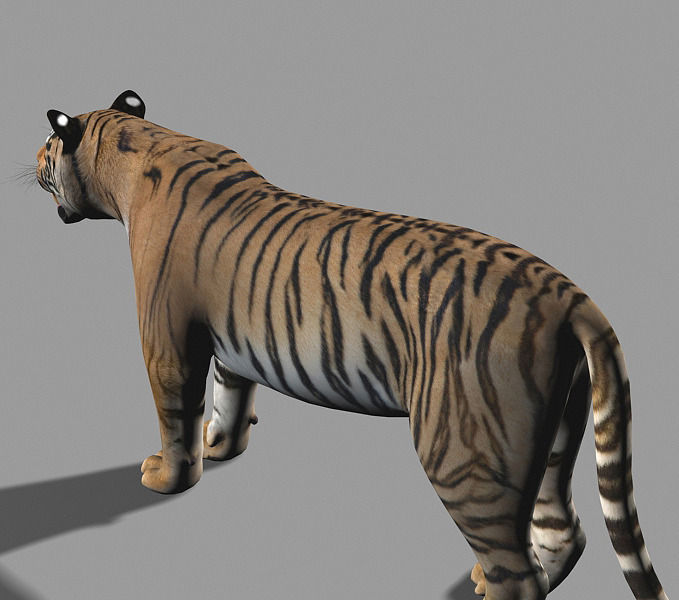 The Ultimate CGI Tiger - no fur 3d model 3D model_56