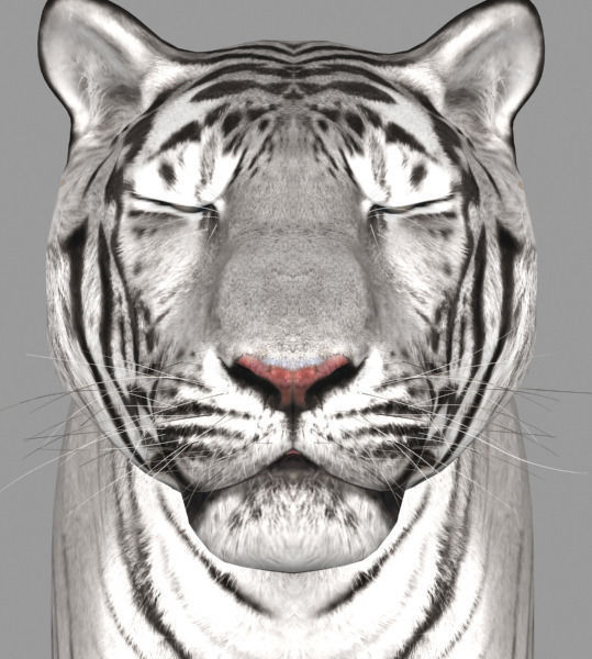 The Ultimate CGI Tiger - no fur 3d model 3D model_58