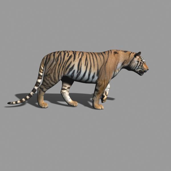 The Ultimate CGI Tiger - no fur 3d model 3D model_49