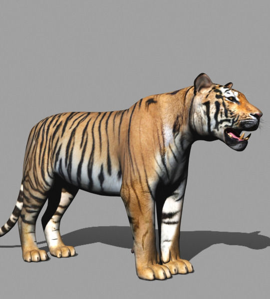 The Ultimate CGI Tiger - no fur 3d model 3D model_33
