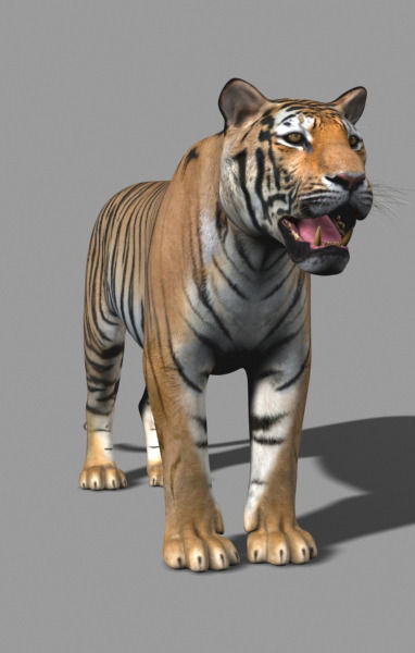 The Ultimate CGI Tiger - no fur 3d model 3D model_29