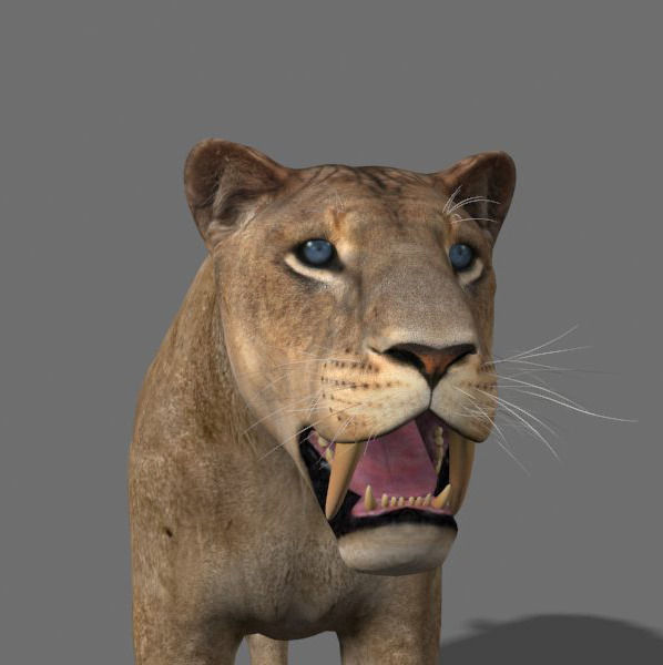 Sabretooth - 3d model lion 3D model_8