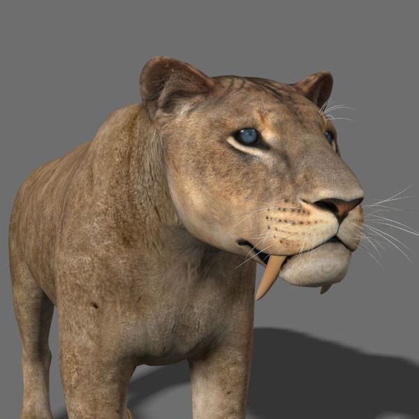 Sabretooth - 3d model lion 3D model_14