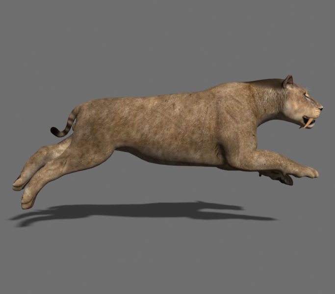 Sabretooth - 3d model lion 3D model_12